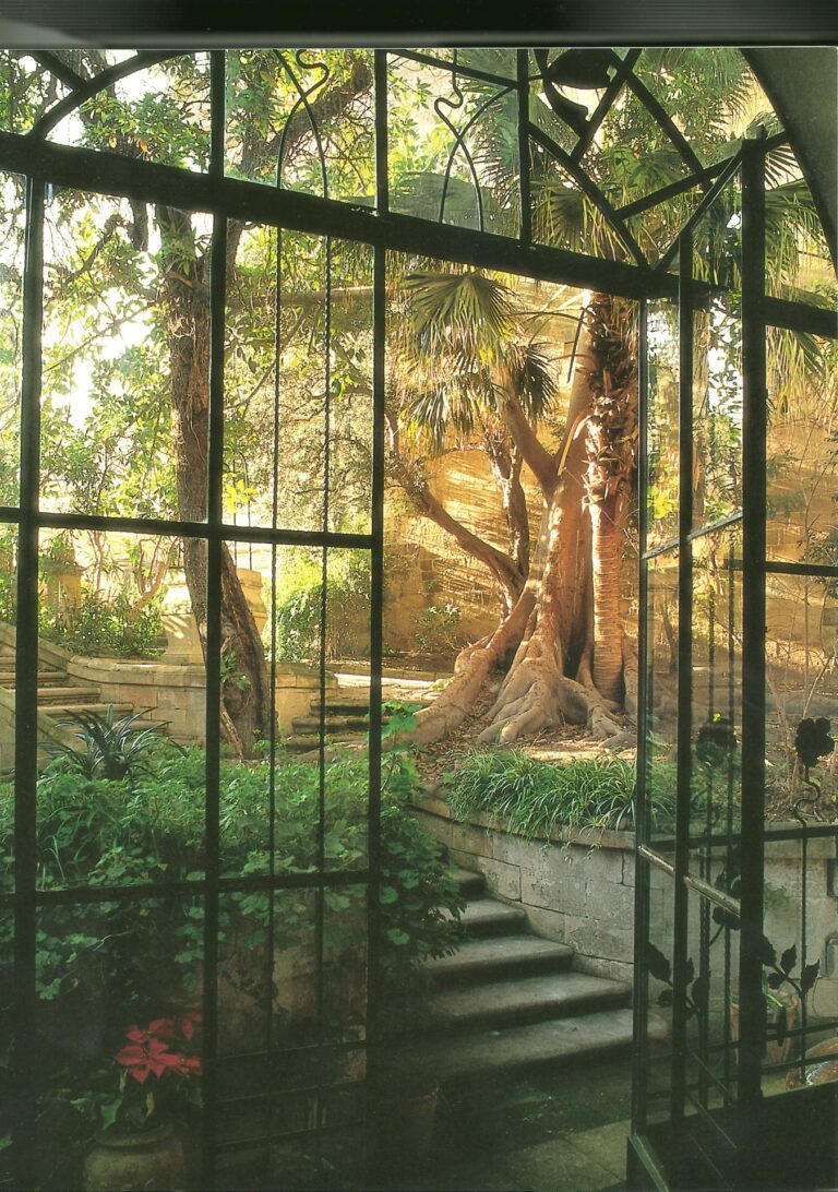 Il Ficus Magnolioides nel giardino di Palazzo Famularo a Lecce